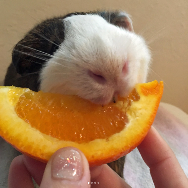 guinea pig eating orange