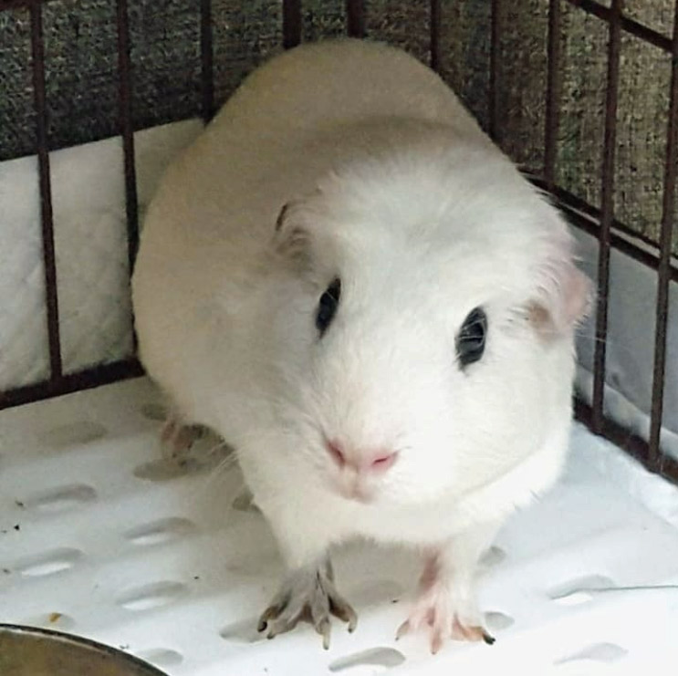 guinea pig in cage corner