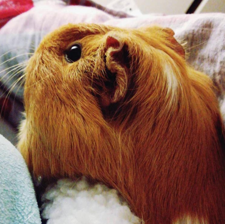 guinea pig in bedding