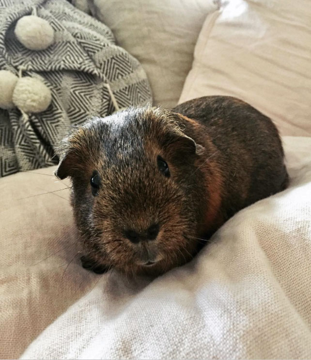 guinea pig looking at camera