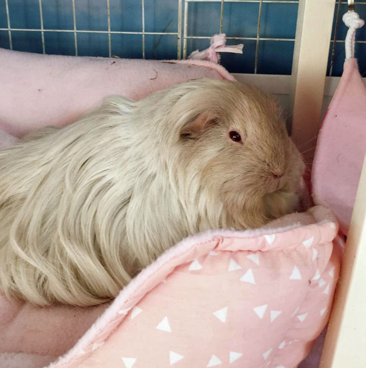 guinea pig lounging on bed