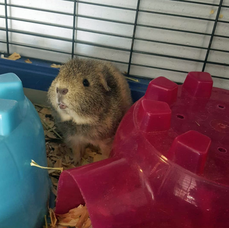 guinea pig in cage sniffing air