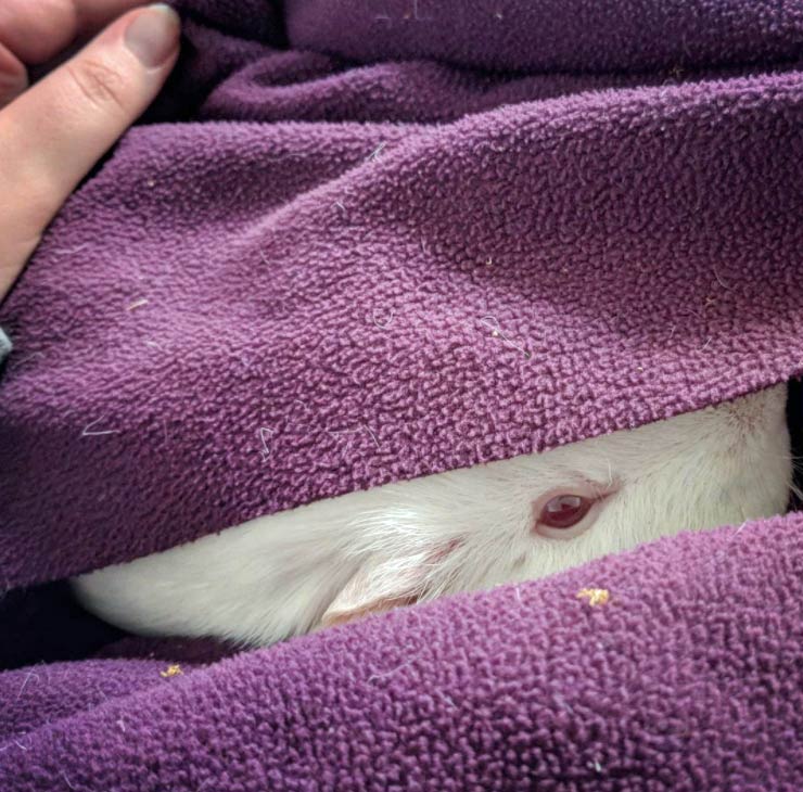guinea pig hiding in blanket
