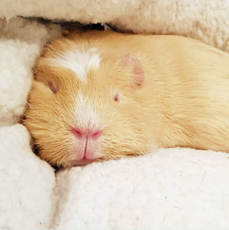 sleeping guinea pig