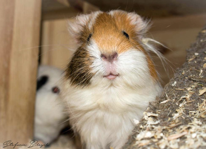 guinea pig standing ready