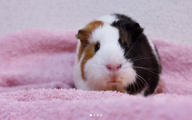 guinea pig standing on fabric