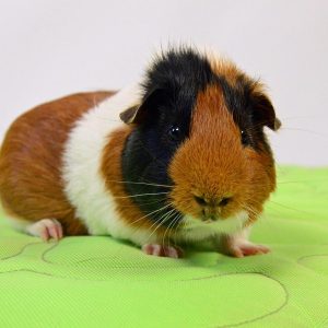 where do guinea pigs like to be scratched