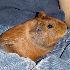 guinea pig on lap