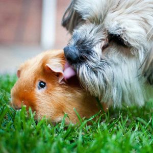 dog licking guinea pig's ear