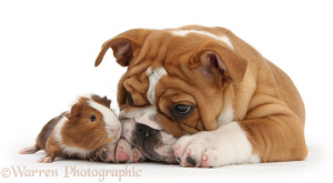 posed guinea pig and bulldog