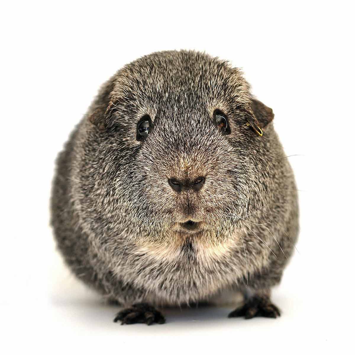 guinea pig standing, face front