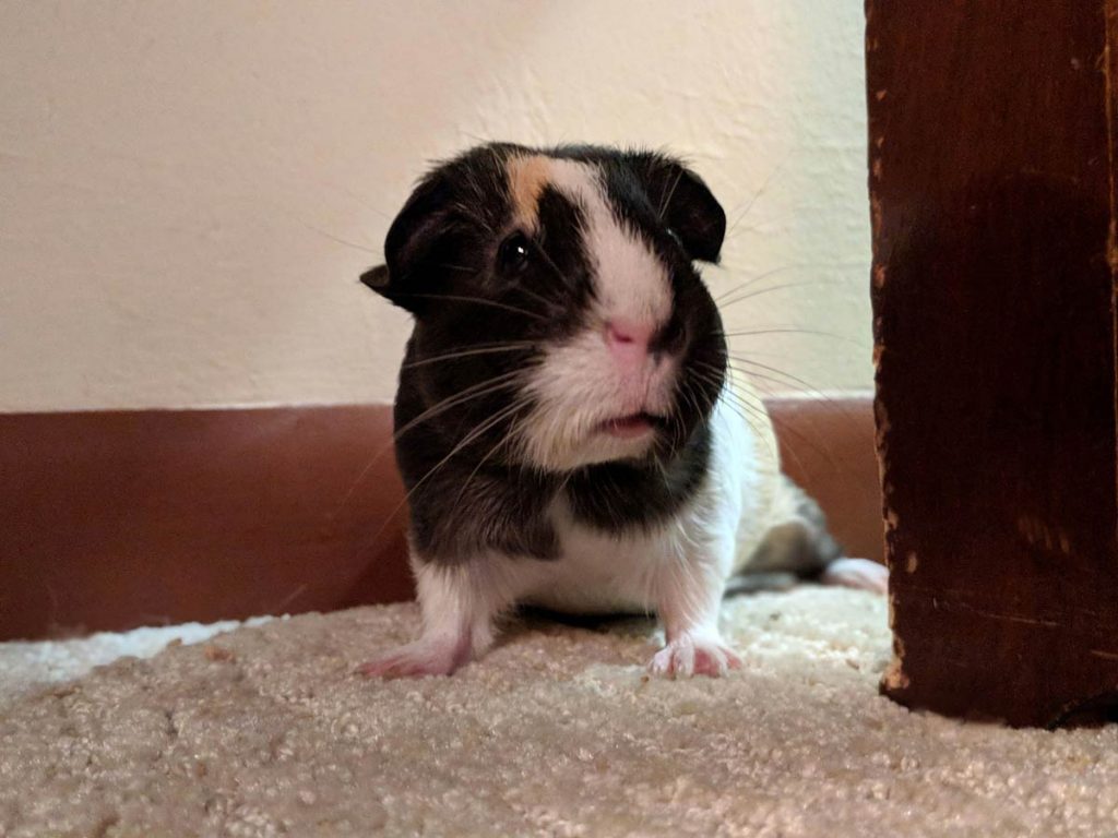 American guinea deals pig guinea pig