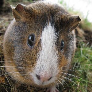 guinea pig face