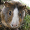 close up on face of guinea pig