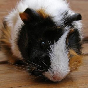 guinea pig standing on wood floor