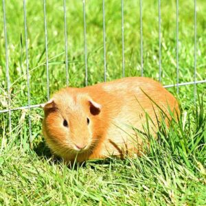 orange-color guinea pig in x-pen on grass