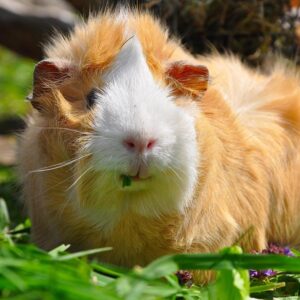 blond guinea pig with white face standing on grass