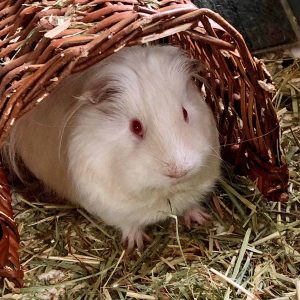 guinea pig in wicker tunnel
