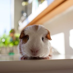 guinea pig on counter facing camera