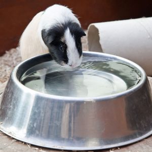 Guinea pig clearance bowl