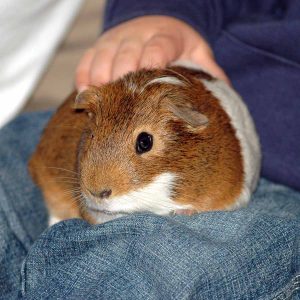 do guinea pigs eat their poop