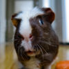 close up on face of black and white crested guinea pig