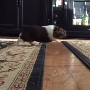 guinea pig jumping