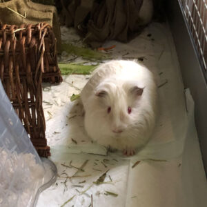 white guinea pig standing on pad in habitat with house in corner that has paper bedding inside