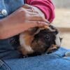 guinea pig on woman's lap being pet