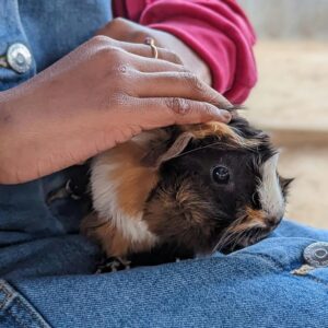 guinea pig on woman's lap being pet