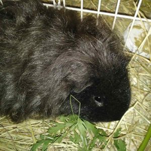 black guinea pig in cage