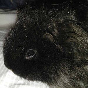 face of black guinea pig