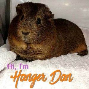 guinea pig named Hanger Dan