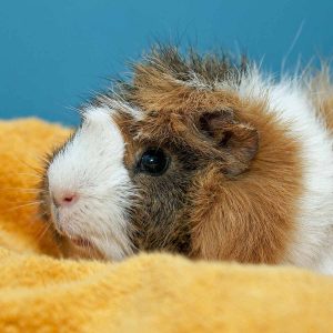 guinea pig on a towel