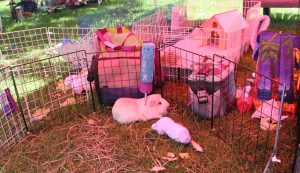 guinea pigs in exercise pen outdoors
