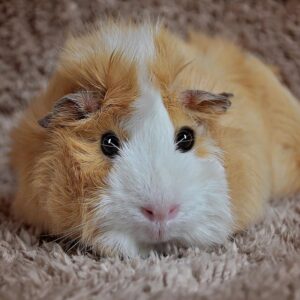 guinea pig with rosettes lying on carpet