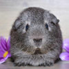 guinea pig sitting facing camera with purple flowers on either side