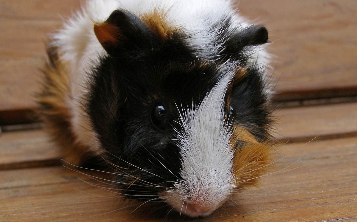 Bad food best sale for guinea pigs