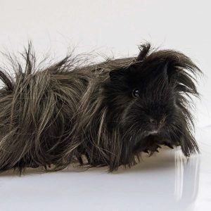 longhaired guinea pig standing