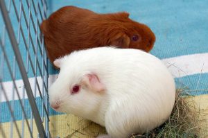 two guinea pigs standing together