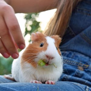 guinea pig sitting on lap