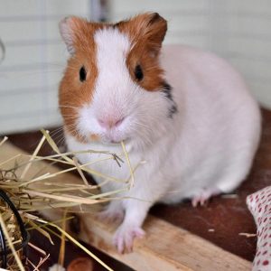 guinea pig eating paper bedding