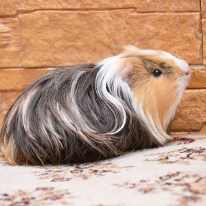 longhaired guinea pig standing