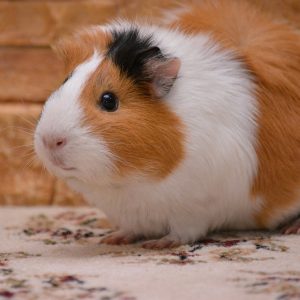 standing guinea pig