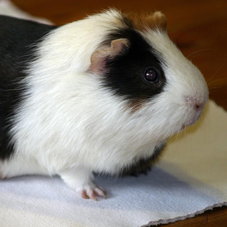 hamster and guinea pig breed