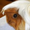 close up side view of longhaired guinea pig's face