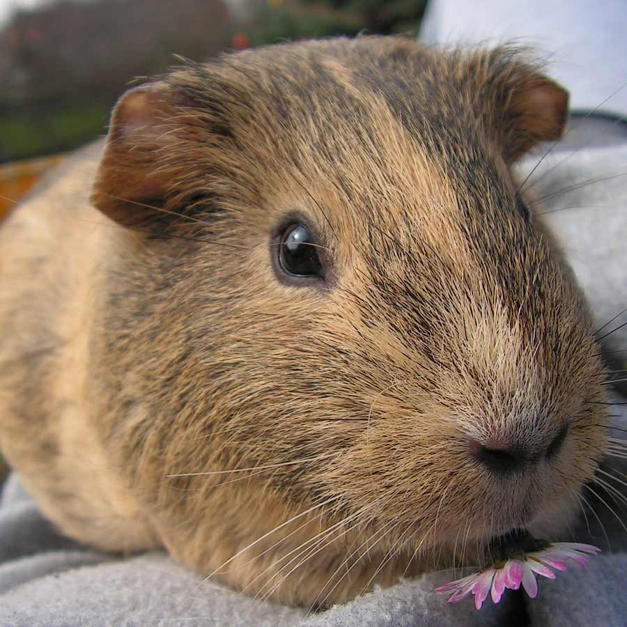 What Breed Is My Guinea Pig? - Lafeber 