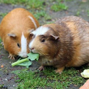 two big guinea pigs outside eating