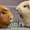 faced of two guinea pigs facing each other and nibbling on parsley