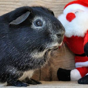 guinea pig with Santa doll